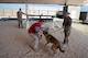 Handlers practice controlled aggression training with military working dogs in order to deal with hostile people.