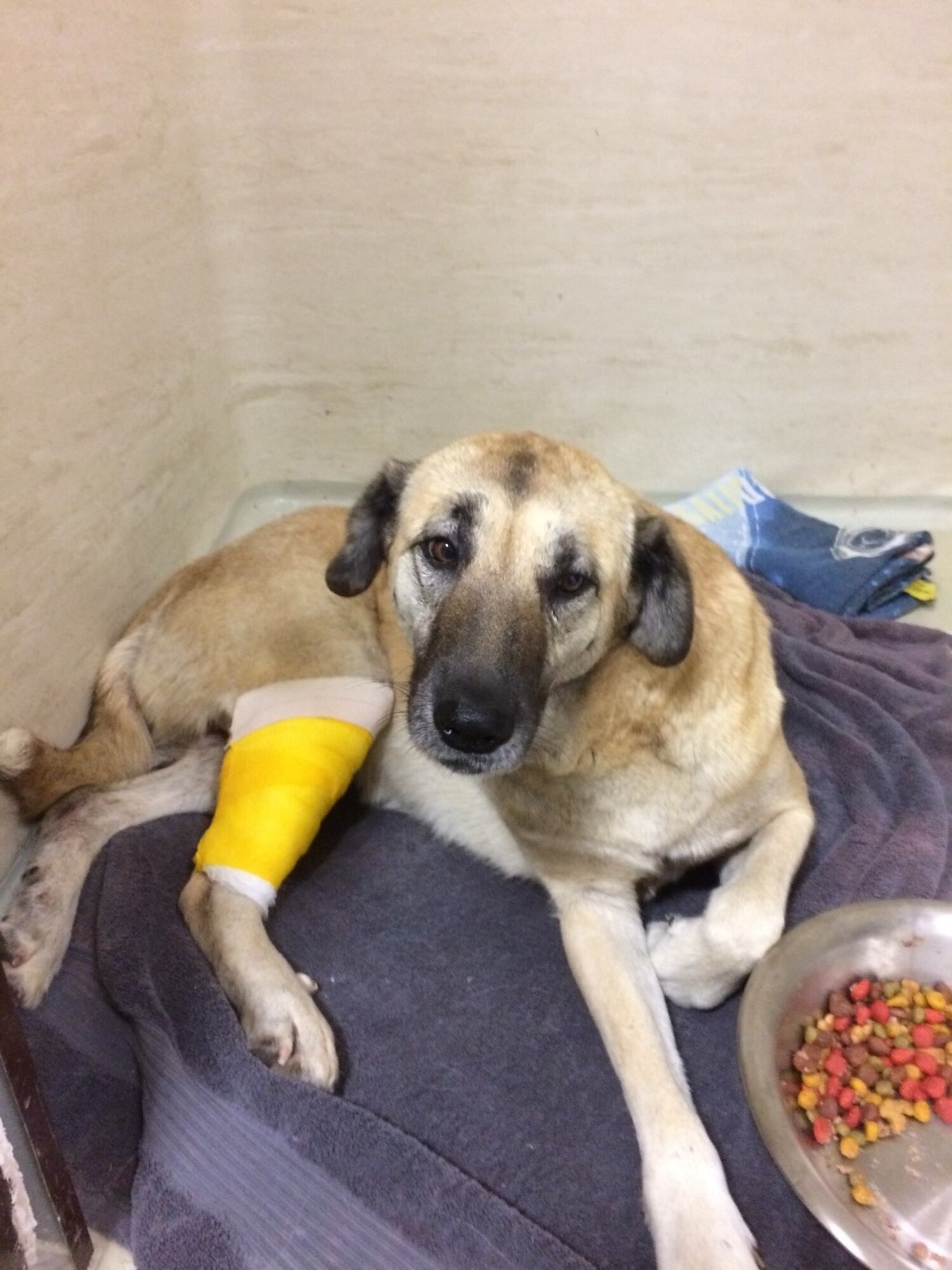 Bebe, a stray dog, rests at the veterinary treatment facility after being treated for wounds.