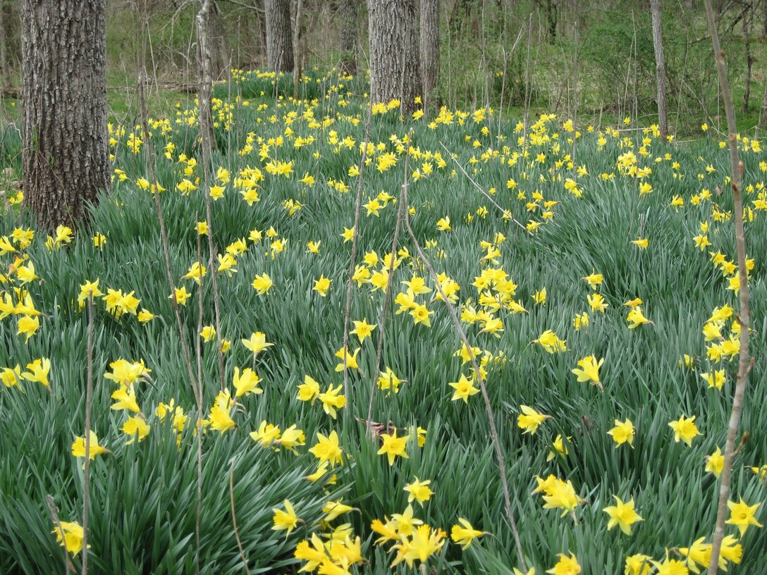 Daffodil Patch at Grayson Lake