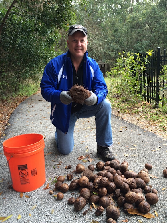 Steve Danner shows off the second largest air potato found at Tree Hill Nature Center