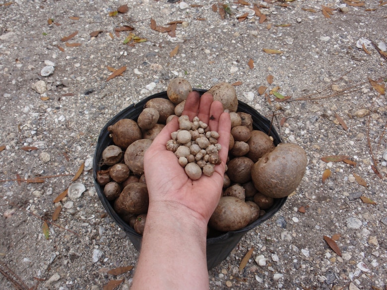 Collecting air potatoes large and small
