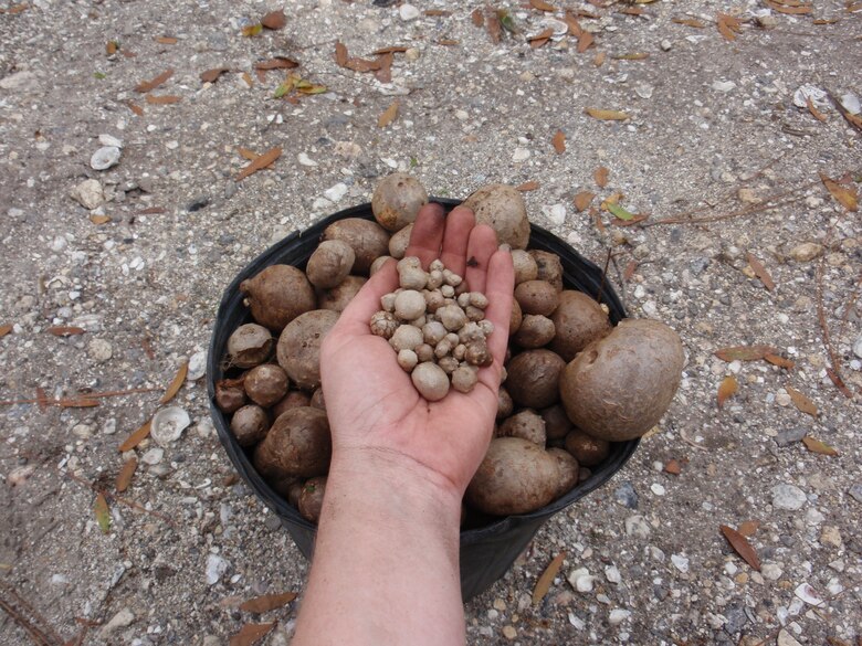 Collecting air potatoes large and small