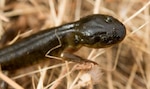 A juvenile California tiger Salamander migrates across the Travis Air Force Base, Calif., airfield in search of a suitable burrow. Military researchers are studying how some animals, such as salamanders, are able to regrow limbs. The work is designed to help those with amputations regrow their own arms and legs.