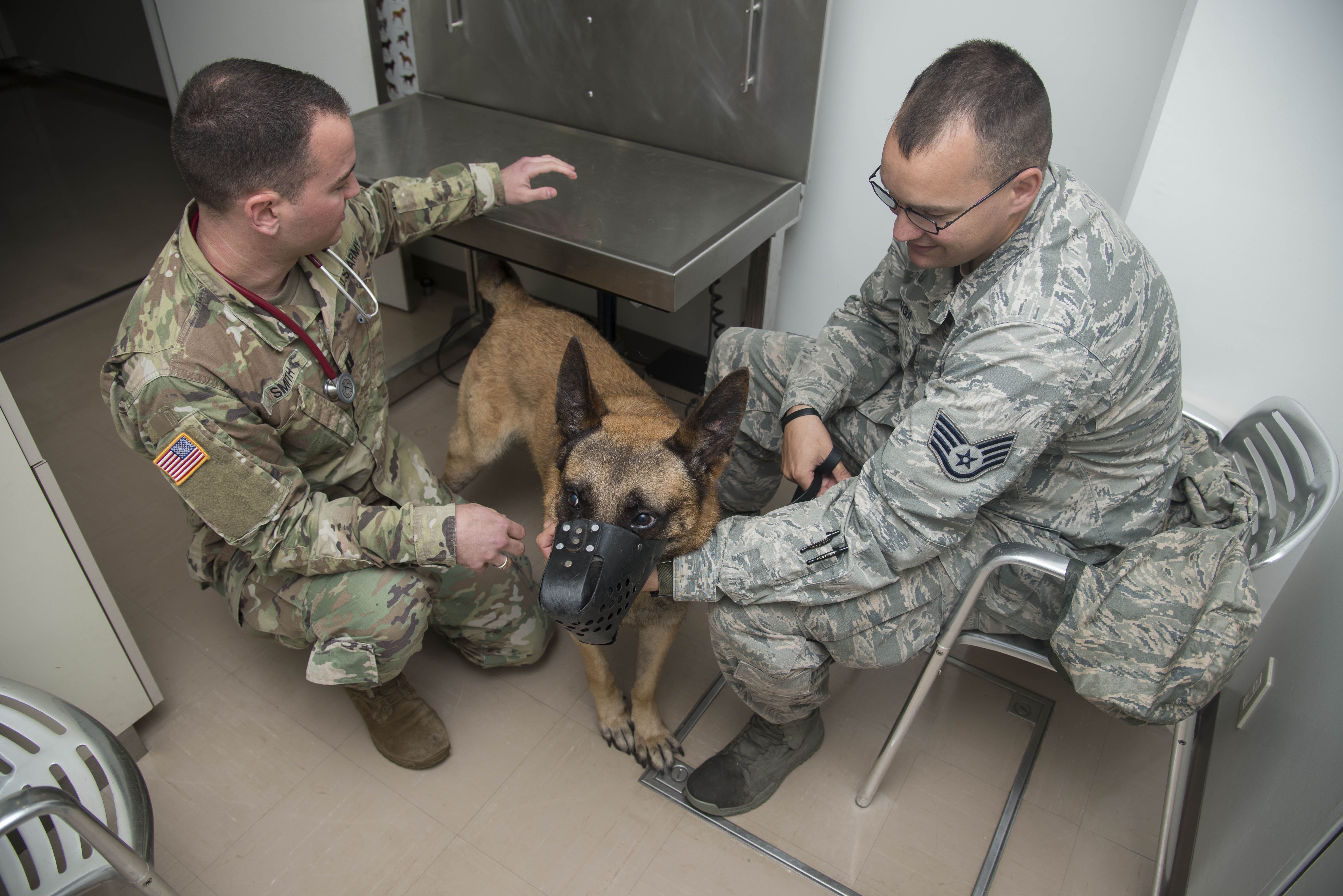 Army veterinarian provides care to Team Misawa > Misawa Air Base