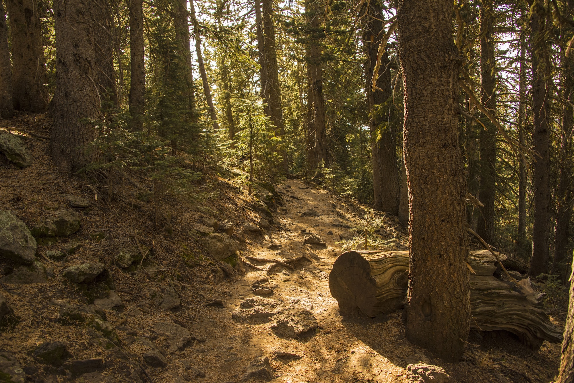 The sun light exposes a common trail in the Fort Tuthill Military Recreation Area in Flagstaff Ariz., Dec. 16, 2017. All of the recreation area’s facilities and amenities are available to any active duty, reserve, or guard service members and their families from any branch of the U.S. military. (U.S. Air Force photo/Airman 1st Class Caleb Worpel)