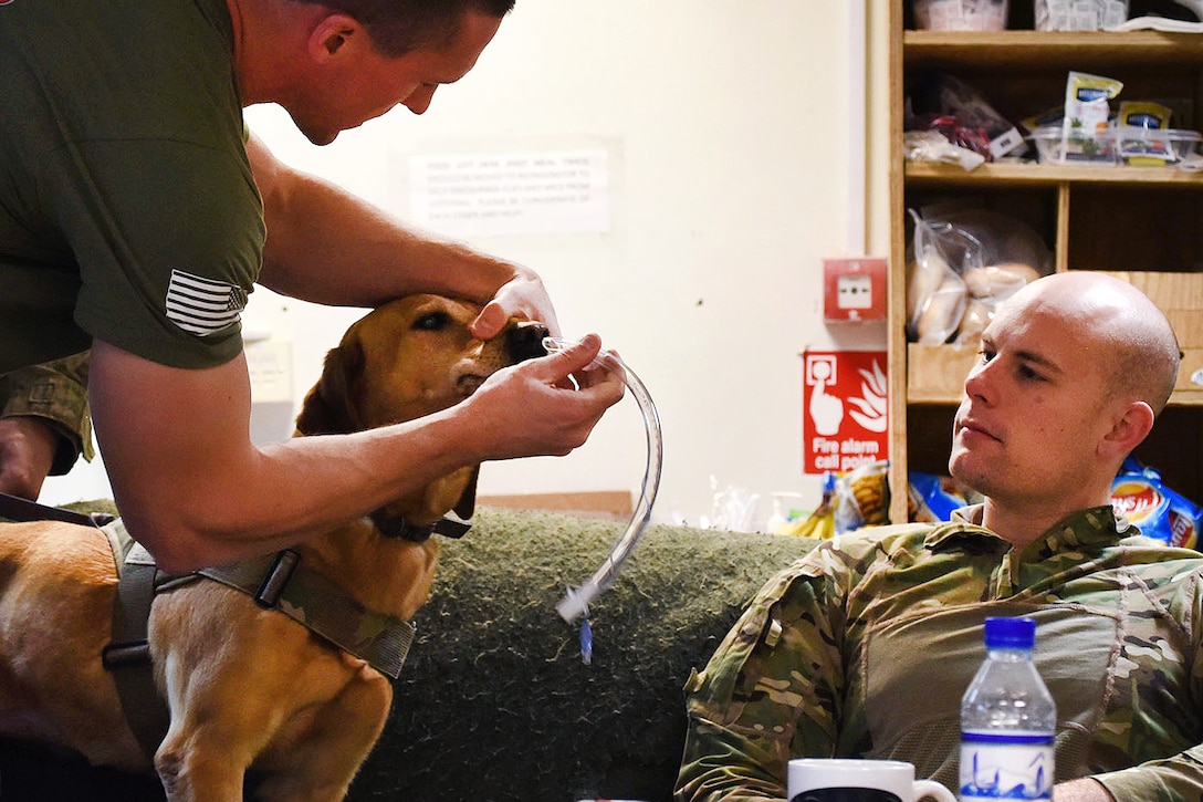 Army National Guardsmen conduct military working dog medical training with an Army veterinarian.