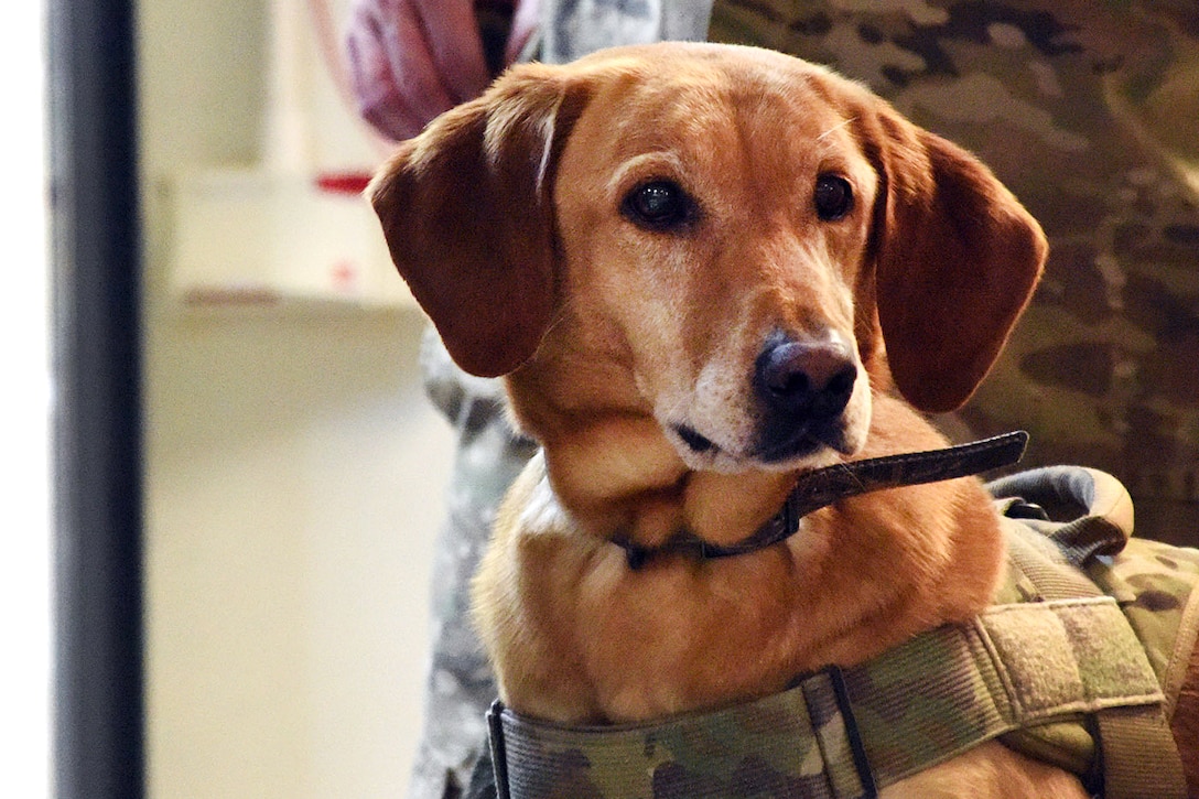 A military working dog waits to be checked by Army National Guardsmen.