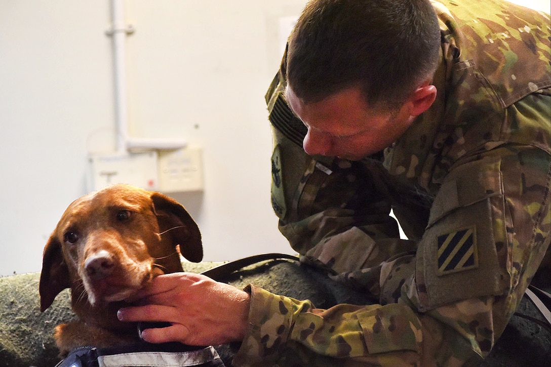 An Army National Guardsman conducts military working dog medical training.