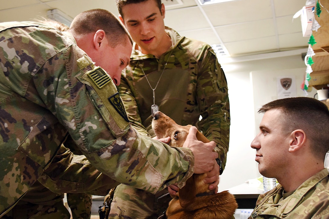 Army National Guardsmen conduct military working dog medical training.