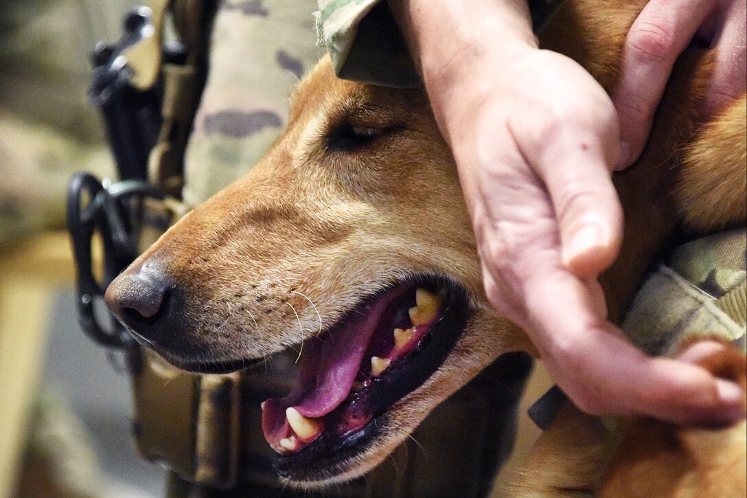 An Army National Guardsman conducts military working dog medical training.