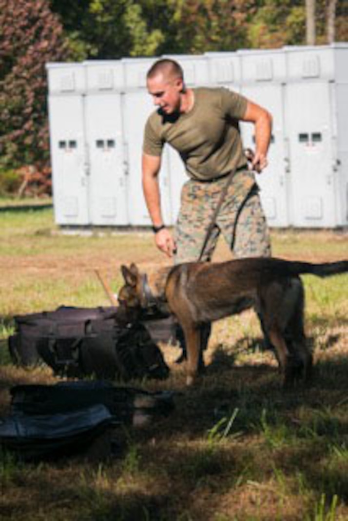Marines from Security Battalion Participating in the Iron Dog Competition, shown here is a Marine and his dog doing the search detection event of the competition. October 20, 2017.