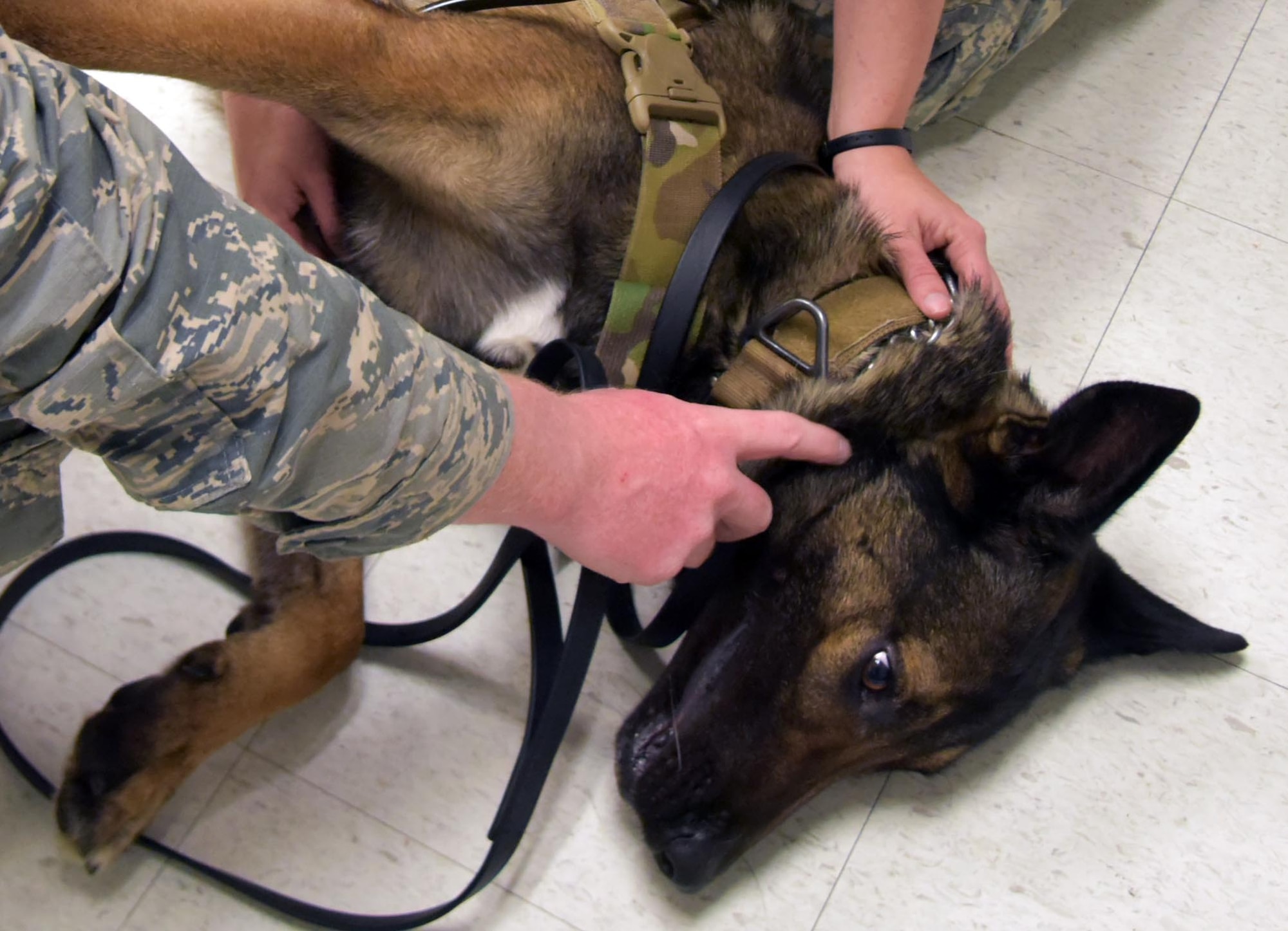 Veterinary Facility cares for MWDs, family pets