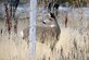 Balancing Hill AFB wildlife populations with human activity