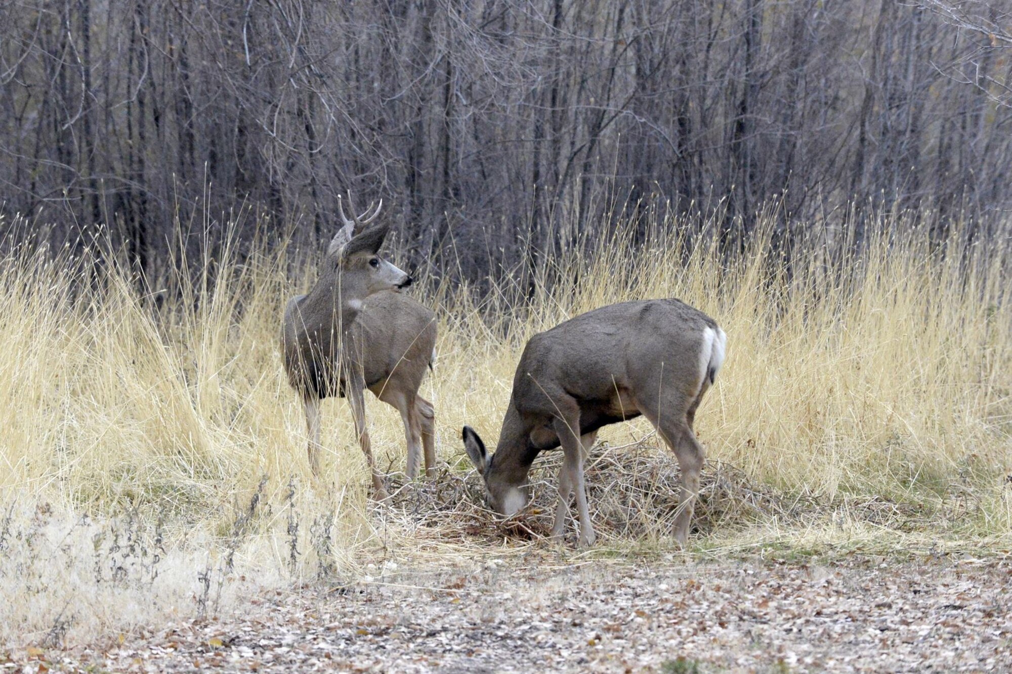 Balancing Hill AFB wildlife populations with human activity