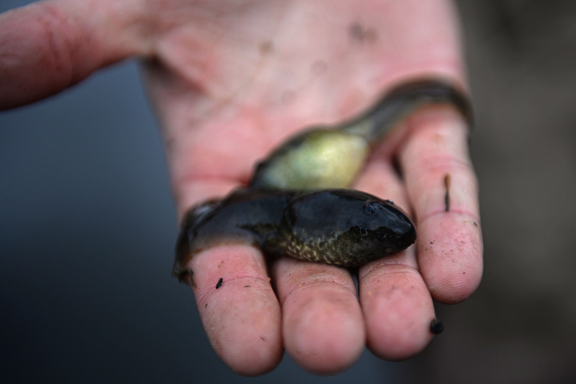 A bullfrog tadpoles was found in a mesh trap at Poinsett Electronic Combat Range near Wedgefield, S.C., Jan. 12, 2018.
