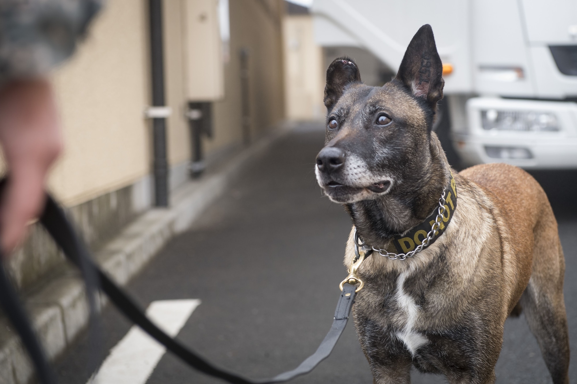Topa, 374th Security Forces Squadron military working dog, waits for a signal from Senior Airman Cody Nickell, 374 SFS MWD handler, Jan. 18, 2018, at Yokota Air Base, Japan.