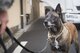 Topa, 374th Security Forces Squadron military working dog, waits for a signal from Senior Airman Cody Nickell, 374 SFS MWD handler, Jan. 18, 2018, at Yokota Air Base, Japan.