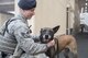 Senior Airman Cody Nickell, 374th Security Forces Squadron military working dog handler, pets Topa, 374 SFS MWD, as a reward after searching a line of vehicles for explosives and other prohibited substances, Jan. 18, 2018, at Yokota Air Base, Japan.