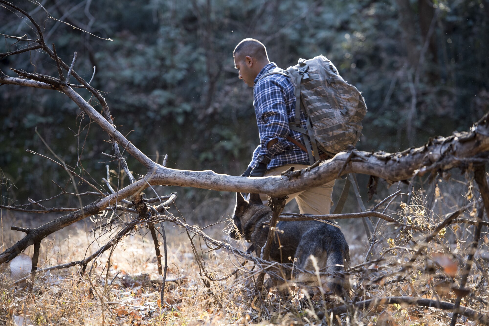 Senior Airman Mario Hernandez, 374th Security Forces Squadron military working dog handler, and Demo, 374 SFS MWD, search for fellow Airmen hiding in the forest during regular MWD human detection training, Jan. 11, 2018, at Tama Hills Recreation Area, Japan.