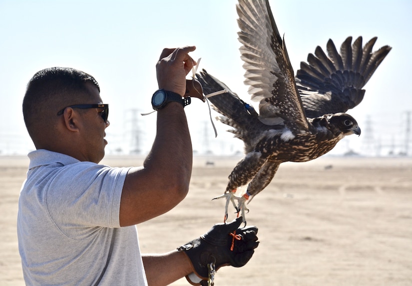 Man holding a falcon about to take flight.