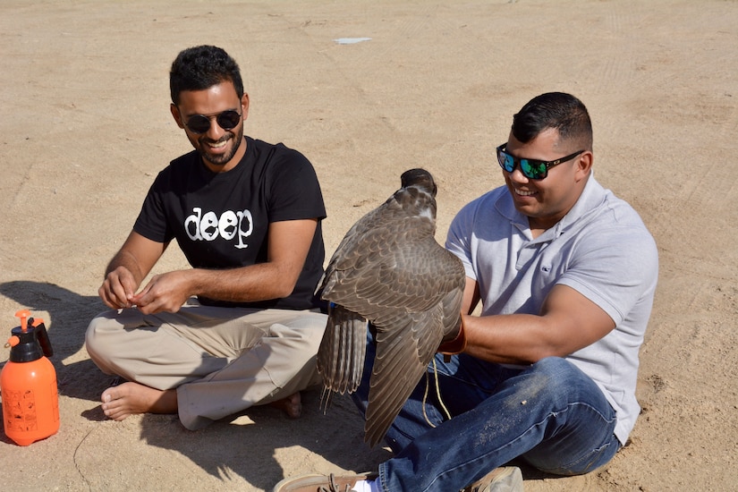 Two men sitting on the ground with a falcon.