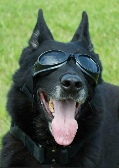 A dog with goggles