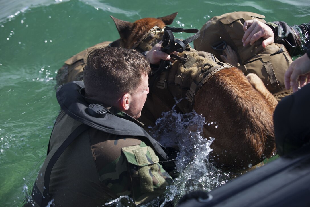 A military dog handler positions his canine on a flotation device prior to them executing a 1000-meter swim to shore during U.S. Marine Corps Forces, Special Operations Command’s multi-purpose canine handler training in Key West, Fla., Jan. 10, 2018.  Dog handlers undergo 16 weeks of advanced training with their assigned dogs in order to become special operations multi-purpose canines. Individual MPCs are capable of conducting a variety of missions which require separate military working dogs in the conventional forces. (U.S. Marine Corps photo by Cpl. Bryann K. Whitley)