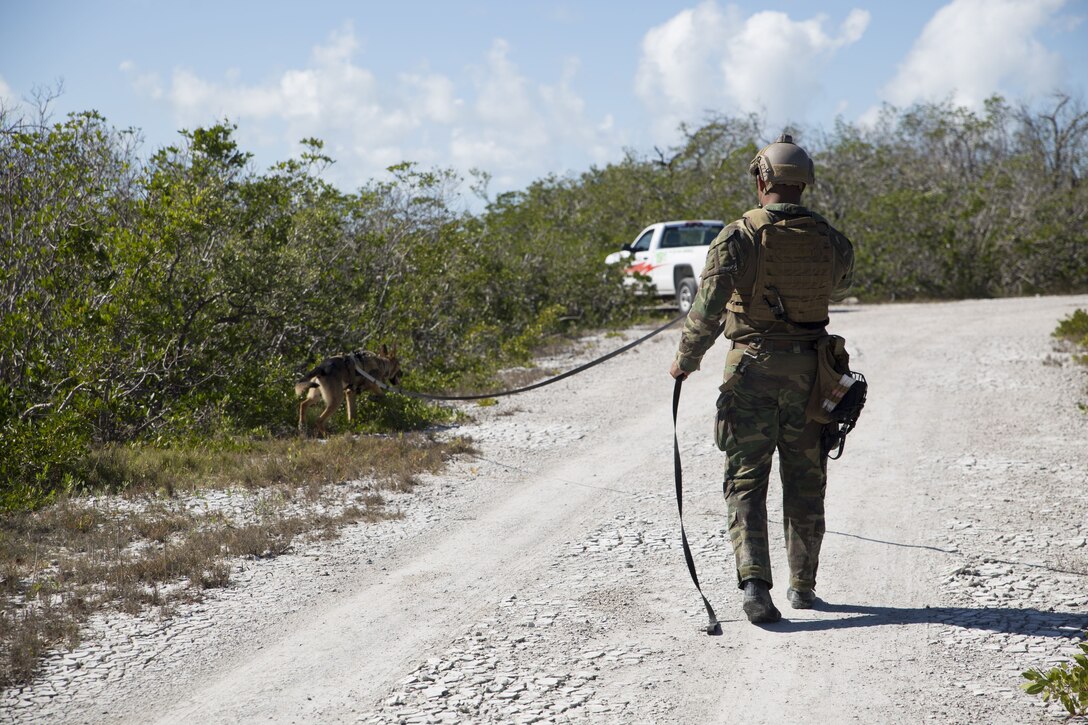 A special operations multi-purpose canine leads his handler toward a suspected vehicle holding explosives in a threat detection exercise during U.S. Marine Corps Forces, Special Operations Command’s multi-purpose canine handler training in Key West, Fla., Jan. 11, 2018.  Dog handlers executed this scenario during their amphibious training package, part of a 16-week training pipeline designed to produce SOF handlers and forge strong bonds between handler and canine. (U.S. Marine Corps photo by Cpl. Bryann K. Whitley)