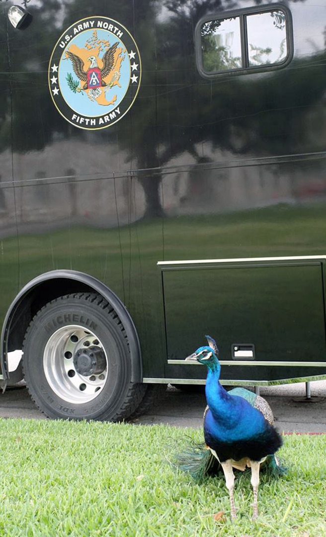 No matter the time of day or what event is taking place at the historic location, the piercing squawk from the Joint Base San Antonio-Fort Sam Houston Quadrangle can be heard from over a mile radius and is commonly referred to by visitors as a built-in alarm clock. But, what animal is making all of that commotion? It’s the vibrantly colored peacocks.