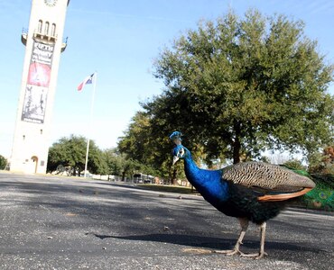 No matter the time of day or what event is taking place at the historic location, the piercing squawk from the Joint Base San Antonio-Fort Sam Houston Quadrangle can be heard from over a mile radius and is commonly referred to by visitors as a built-in alarm clock. But, what animal is making all of that commotion? It’s the vibrantly colored peacocks.