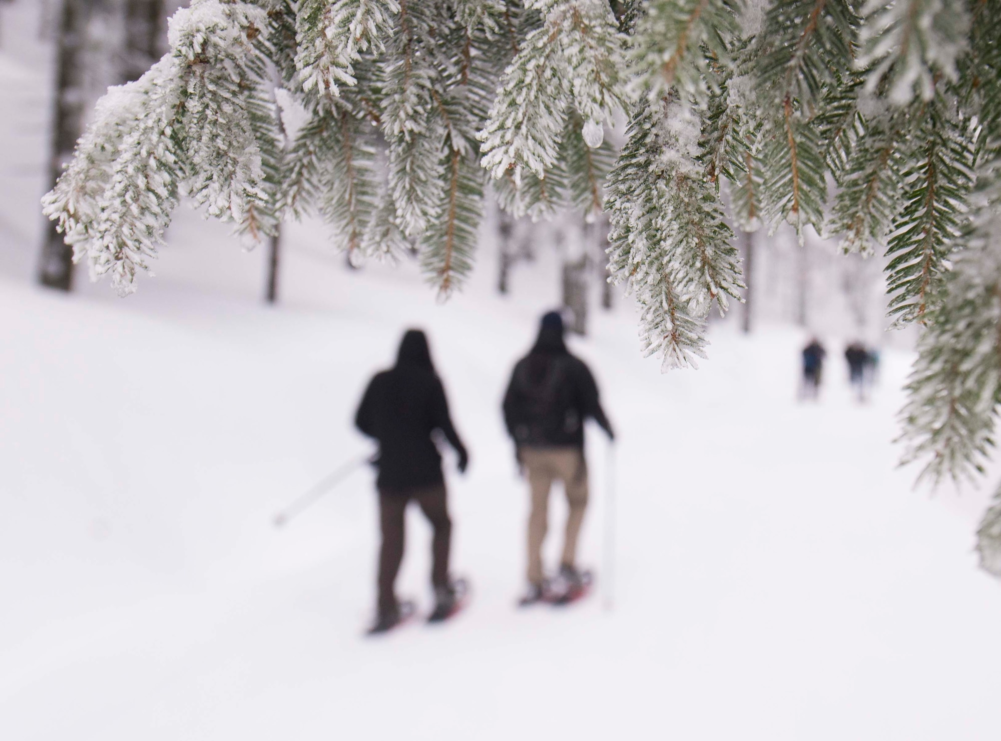 Snowshoe-hikers with 86th Force Support Squadron Outdoor Recreation walk up a hill in the Black Forest, Sasbachwalden, Germany, Jan. 21, 2018. The 86th FSS ODR plans to offer more snowshoe hikes in February, along with other opportunities such as a kayak skills clinic and rock climbing. (U.S. Air Force photo by Senior Airman Elizabeth Baker)