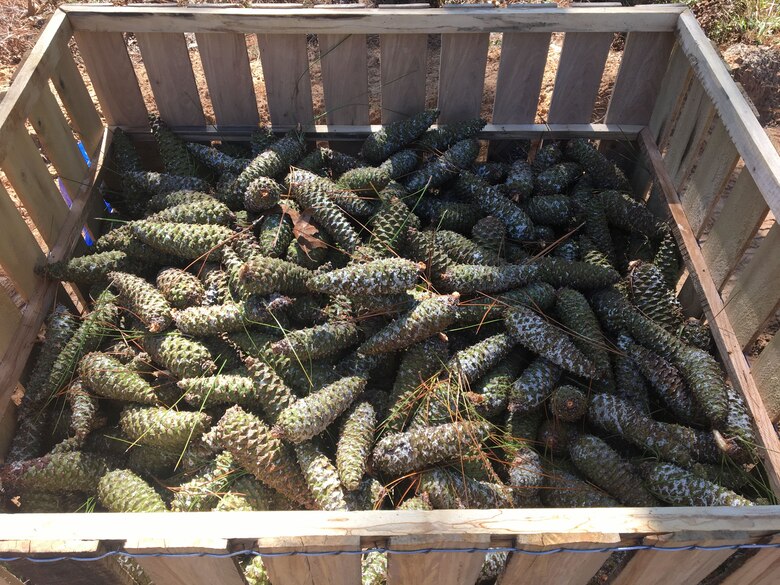 The Savannah District harvested 7500 bushels of pine cones at Fort Stewart, Georgia in fiscal year 2017, generating about $80,000 in revenue.