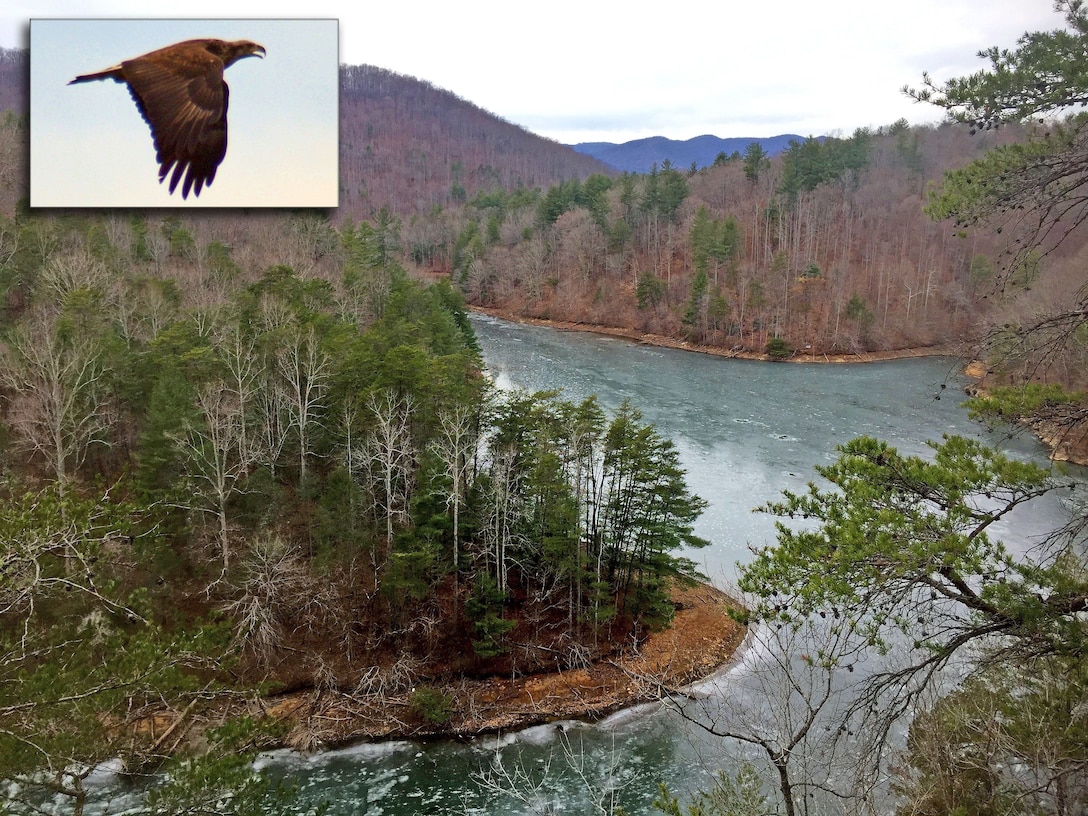 Ranger Brian Stewart took this picture (to include inset) of an area at Philpott Lake near Bassett, Virginia where American bald eagles are congregating. If you'd like to find out where to go, stop by the Visitors Assistance Center at Philpott Dam and Reservoir.