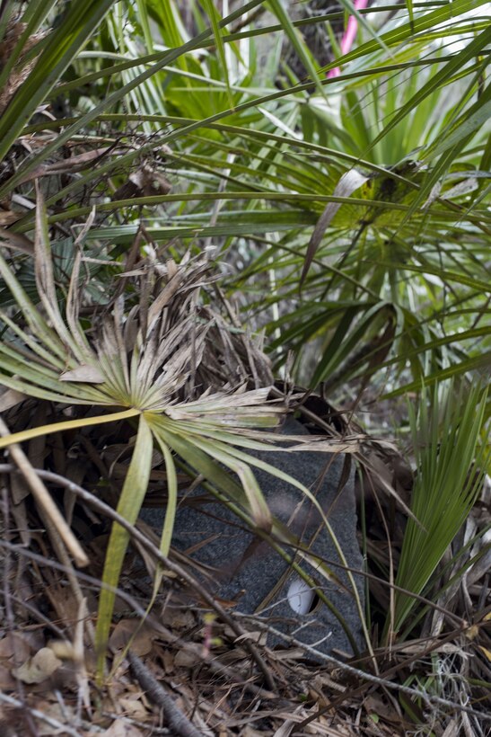 A simulated improvised explosive is hidden on the side of a trail during training, Jan. 24, 2018, at Moody Air Force Base, Ga. The 820th Base Defense Group defenders trained on how to detect IEDs and counter measures to take when one is found. IEDs have become one of the most common forms of attack in the Middle East since 2003. (U.S. Air Force photos by Staff Sgt. Eric Summers Jr.)