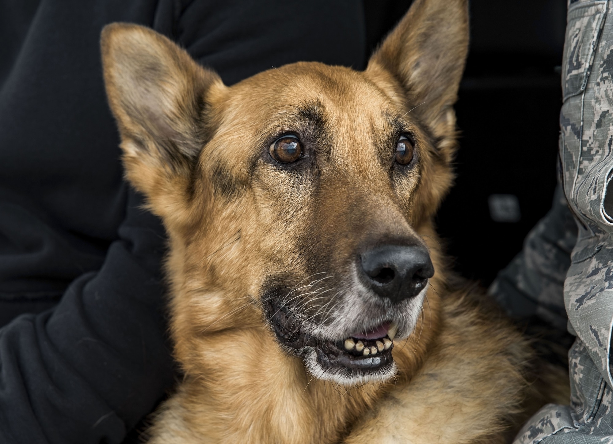 Retired Military Working Dog Rico sits between retired Tech. Sgt. Jason Spangenberg and Tech. Sgt. Rachel Weis, 436th Security Forces Squadron, Jan. 24, 2018, at the Veterinary Treatment Facility on Dover Air Force Base, Del. MWD Rico retired from the U.S. Air Force Jan. 15, 2016, after serving more than seven years on active duty. (U.S. Air Force photo by Roland Balik)