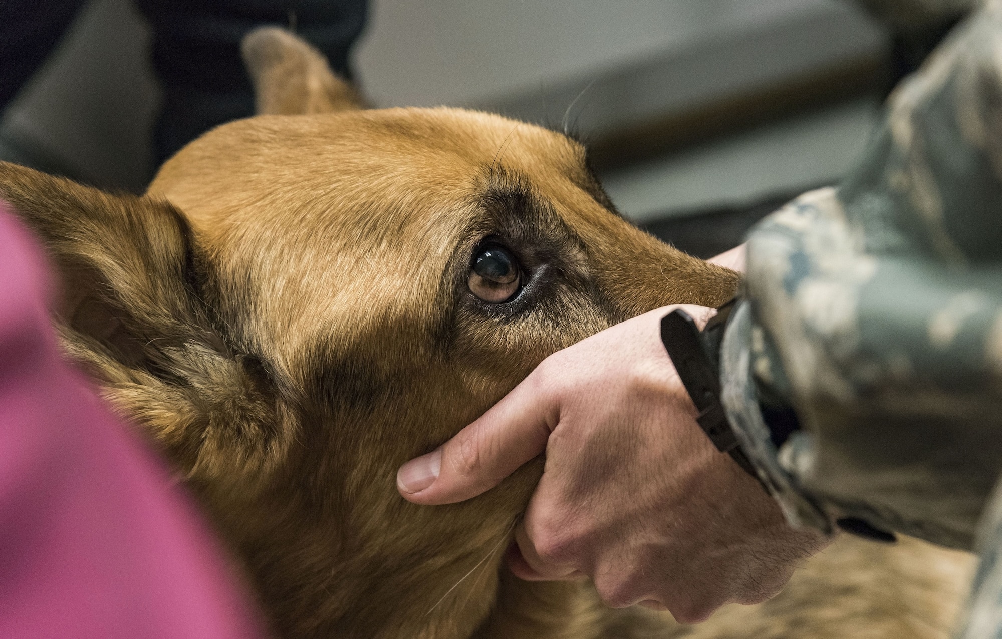 Tech. Sgt. Matthew Salter, 436th Security Forces Squadron military working dog kennel master, cups the snout of retired Military Working Dog Rico while veterinary staff prepare to insert an intravenous needle into one of his front legs Jan. 24, 2018, at the Veterinary Treatment Facility on Dover Air Force Base, Del. MWD Rico was Salter’s first MWD when he arrived at Dover AFB, September 2008. (U.S. Air Force photo by Roland Balik)