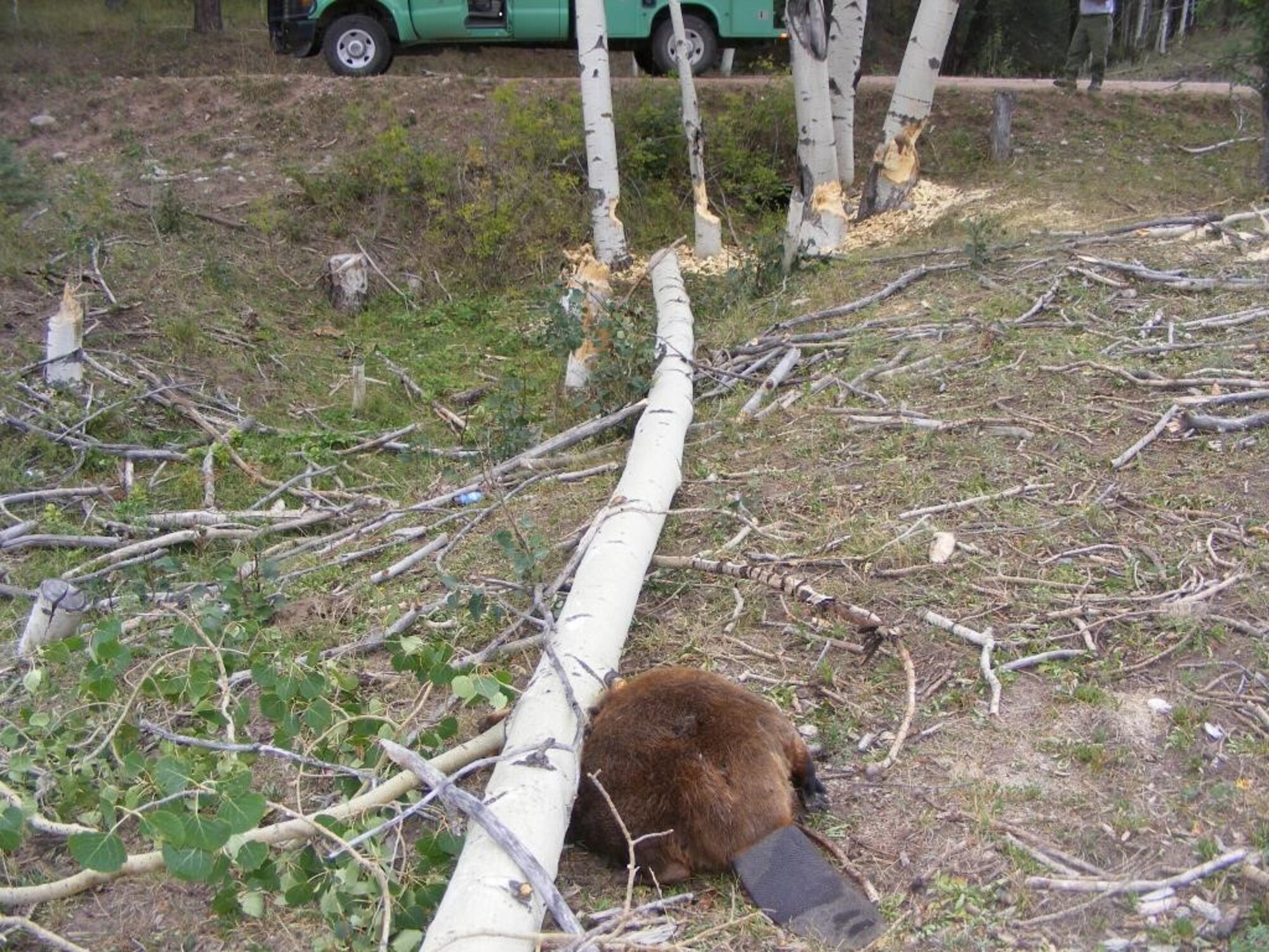 A beaver was killed by a tree falling on it that was cut down another beaver.