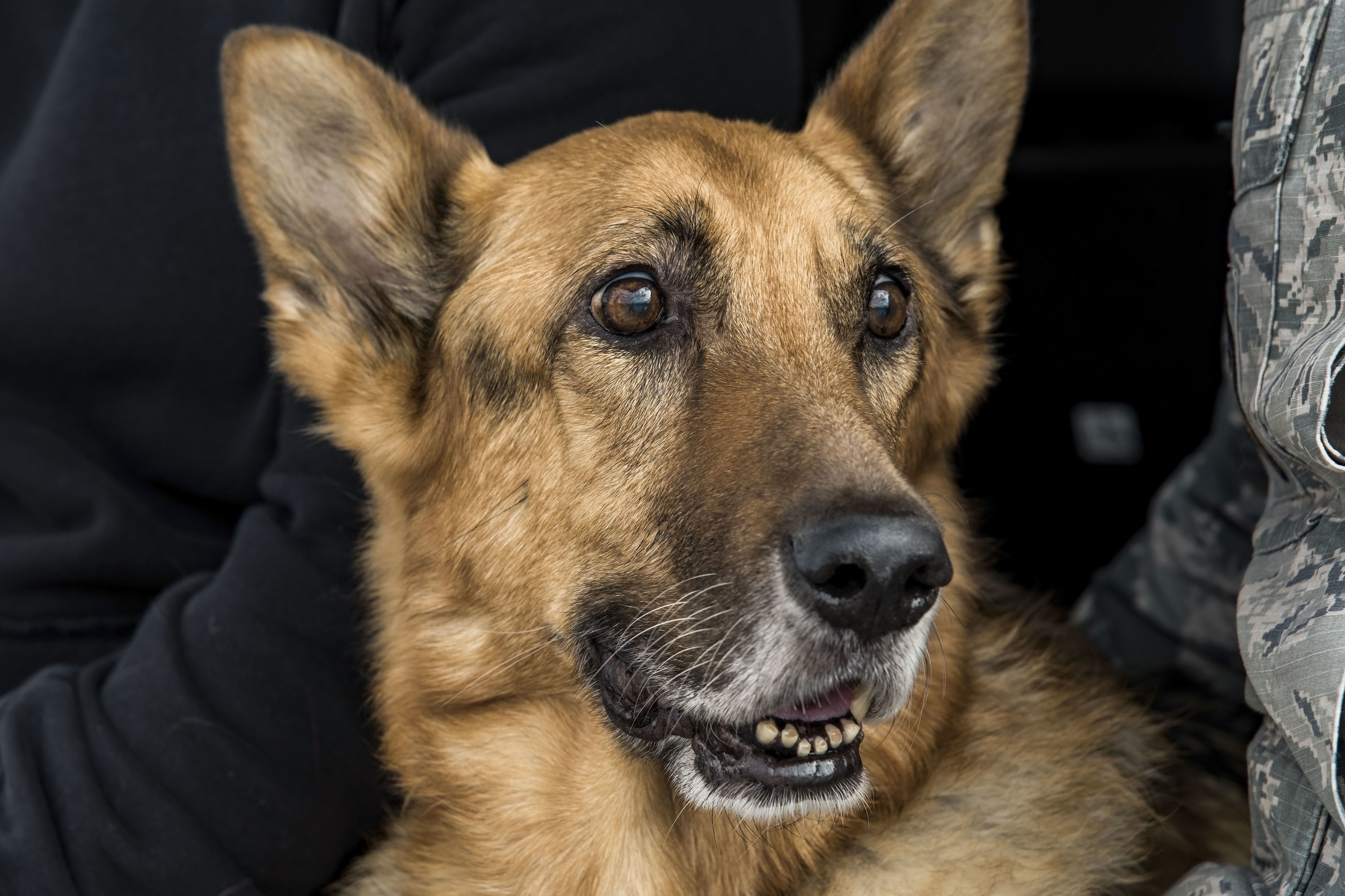 Calling smile dog top
