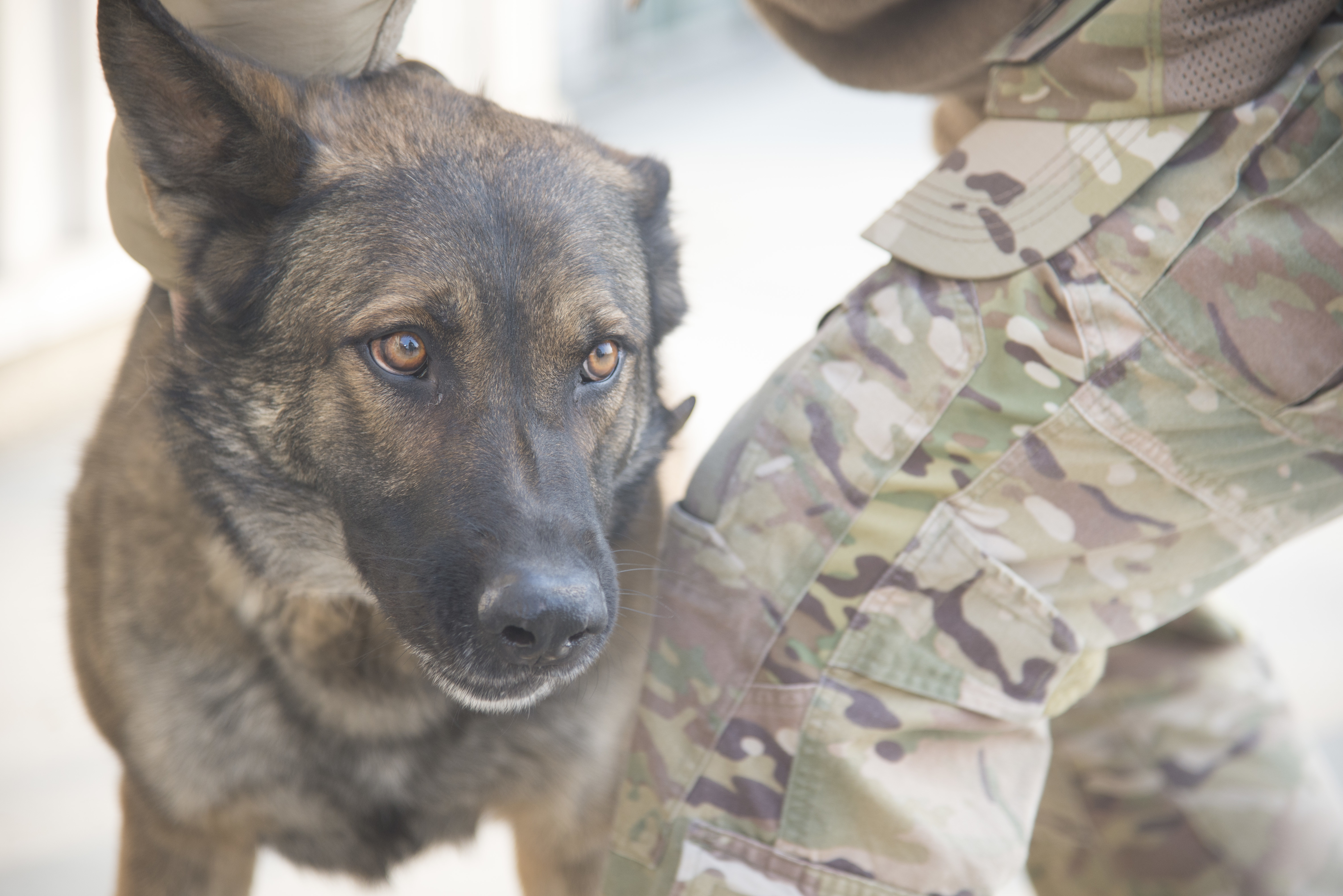 Military working dog handlers key to security