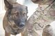 TAAC-Air helps establish AAF Military working dog program