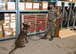 TAAC-Air helps establish AAF Military working dog program