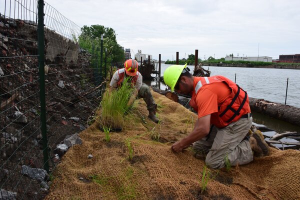 Buffalo native species of sub-aquatic vegetation returning to Buffalo River after over a century