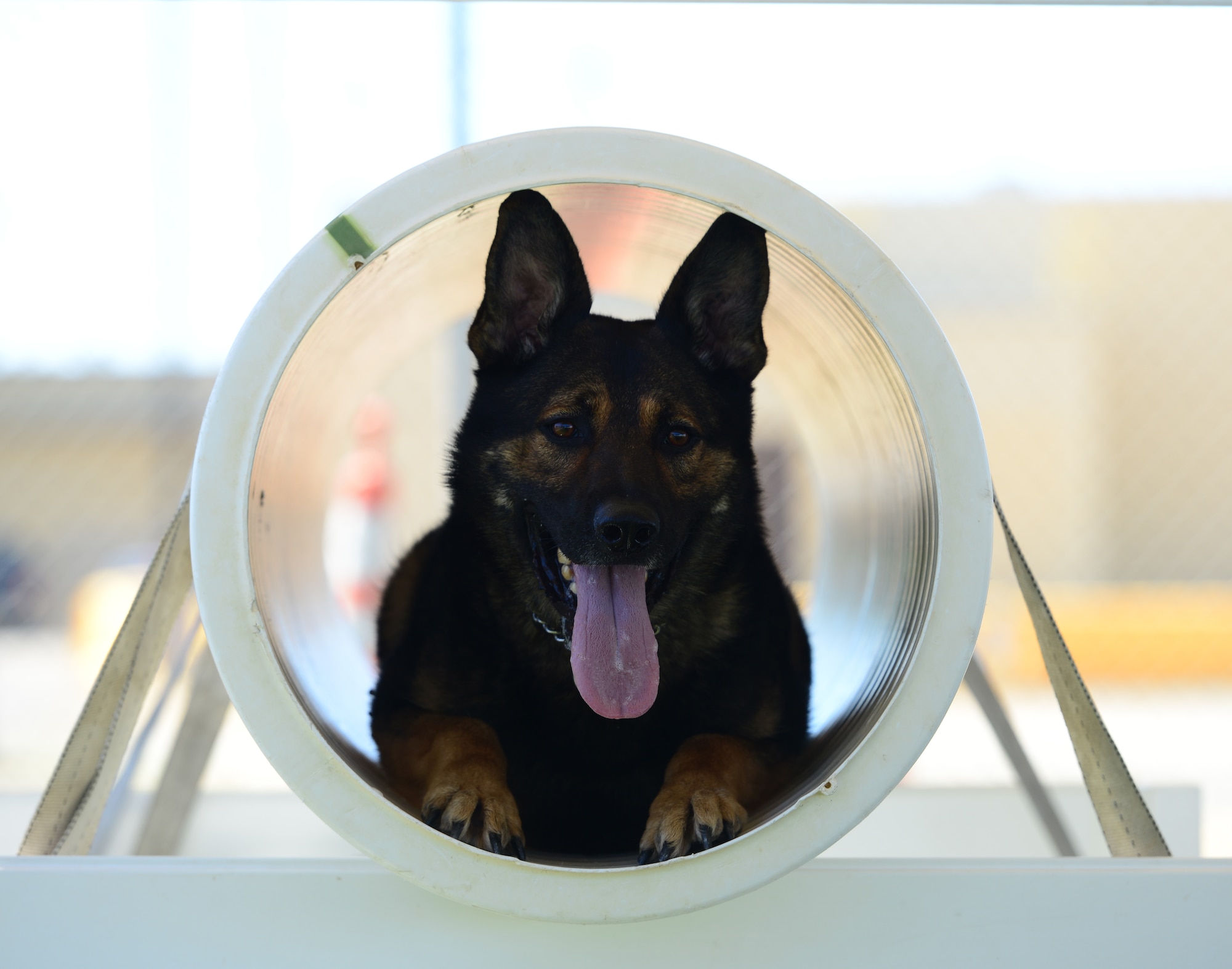 The 9th Security Forces Squadron military working dog unit recently completed a new training area designed to enhance the companionship between handlers and their dogs