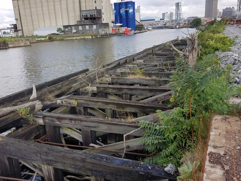 Buffalo native species of sub-aquatic vegetation returning to Buffalo River after over a century