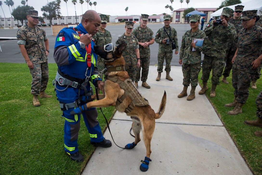 Evil, a Mexican Navy K-9 and humanitarian assistance and disaster relief dog, greets his handler prior to a medical demonstration during Rim of the Pacific (RIMPAC) exercise at Marine Corps Base Camp Pendleton, California, June 29, 2018. Marines training with partner nations from around the world enhances prowess. RIMPAC provides high-value training for task-organized, highly-capable Marine Air-Ground Task Force and enhances the critical crisis response capability of U.S. Marines in the Pacific.