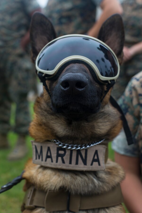 Evil, a Mexican Navy K-9 and humanitarian assistance and disaster relief (HADR) dog, poses for a photo before a HADR demonstration during Rim of the Pacific (RIMPAC) at Marine Corps Base Camp Pendleton, California, June 29, 2018. Marines training with partner nations from around the world enhances prowess. RIMPAC provides high-value training for task-organized, highly-capable Marine Air-Ground Task Force and enhances the critical crisis response capability of U.S. Marines in the Pacific.