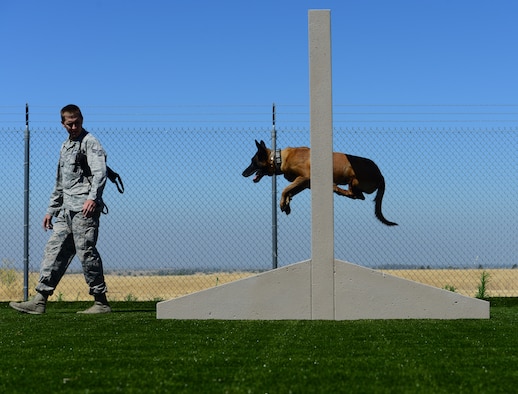 Senior Airman Jarred Uzeta, 9th Security Forces Squadron military working dog handler, commands his MWD Vvladimir to jump through an obstacle June 27, 2018, at Beale Air Force Base, Calif. MWDs are trained to detect either bombs or drugs and play a key role in base security. (U.S. Air Force photo by Airman 1st Class Tristan D. Viglianco)