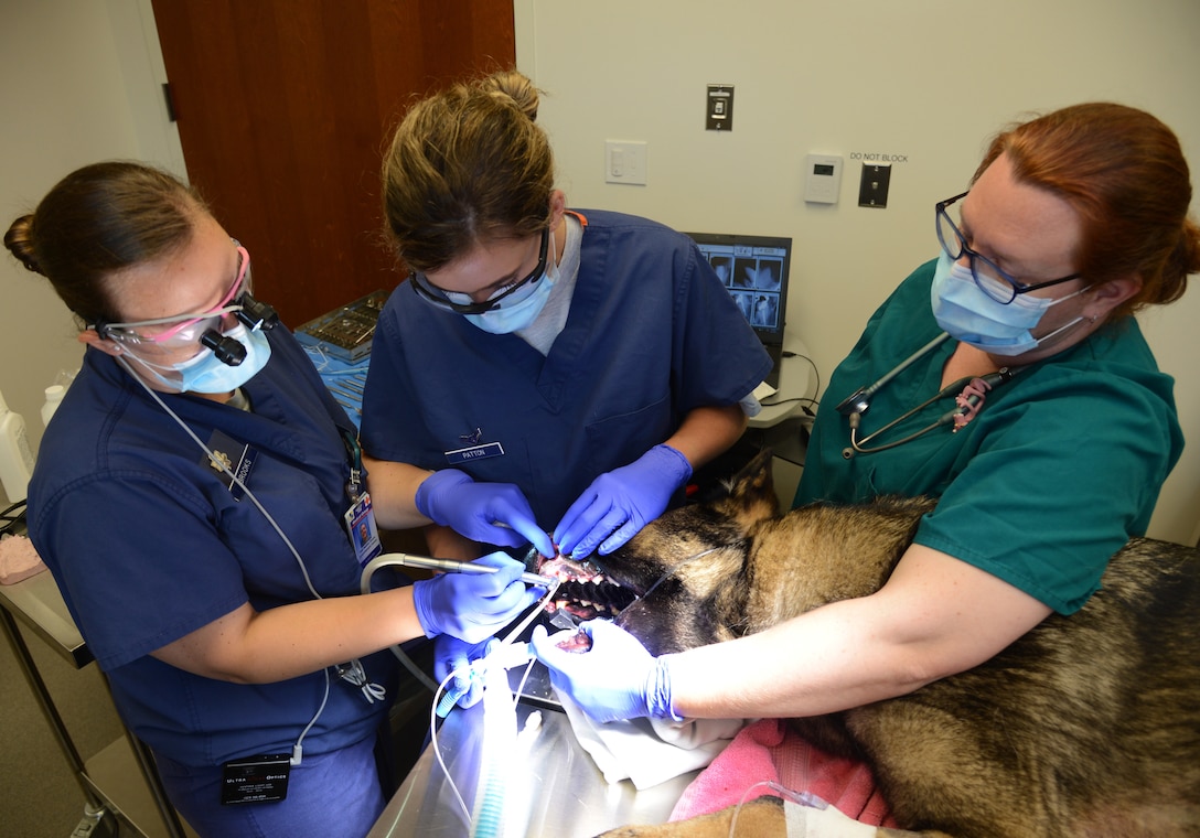 MWD Aruba's new silver alloy crown is prepped and ready to be affixed to his tooth.