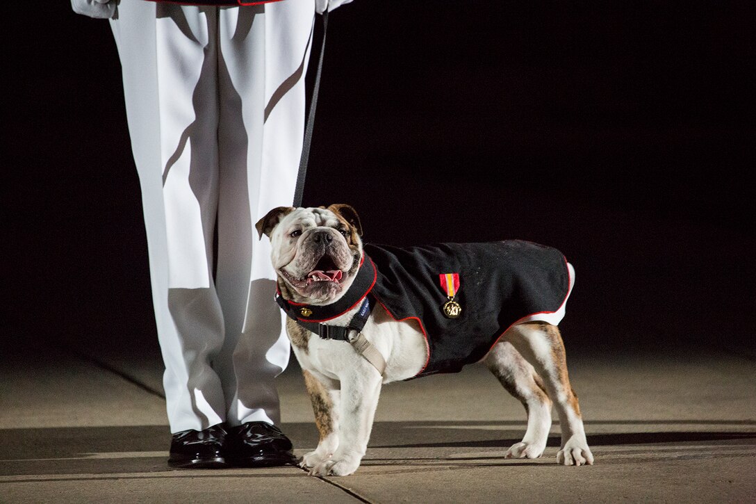 Private Chesty XV, upcoming official Marine Corps mascot, stands at the position of attention during a Friday Evening Parade at Marine Barracks Washington D.C., July 6, 2018. The guests of honor for the parade were His Excellency Ambassador Virachai Plasai, ambassador of the Kingdom of Thailand to the U.S., and Minister Patrick A. Chuasoto, deputy chief of Mission, Embassy of the Republic of the Philippines to the U.S. The hosting official of the parade was Lt. Gen. Steven R. Rudder, deputy commandant of Aviation. (Official Marine Corps photo by Sgt. Robert Knapp/Released)