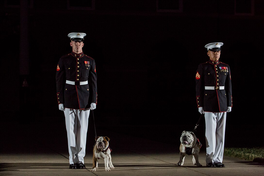 Corporal Troy Nelson and Lance Cpl. James Bourgeois, mascot handlers, Marine Barracks Washington D.C., stand at the position of attention with the official Marine Corps mascot Sgt. Chesty XIV and his successor, Pvt. Chesty XV, during a Friday Evening Parade at the Barracks, July 6, 2018. The guests of honor for the parade were His Excellency Ambassador Virachai Plasai, ambassador of the Kingdom of Thailand to the U.S., and Minister Patrick A. Chuasoto, deputy chief of Mission, Embassy of the Republic of the Philippines to the U.S. The hosting official of the parade was Lt. Gen. Steven R. Rudder, deputy commandant of Aviation. (Official Marine Corps photo by Sgt. Robert Knapp/Released)